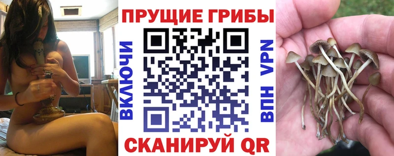 Купить где  Дмитров  Галлюциногенные грибы Psilocybe 